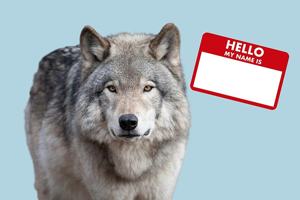 Calling All Middle-Schoolers: Name a Wolf at the Colorado Wolf & Wildlife Center!