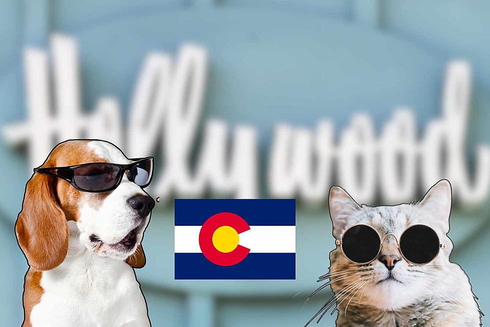 Does Your Colorado Pet Do a Fun, &#8216;Stupid&#8217; Trick? They Could Be On a New TV Show