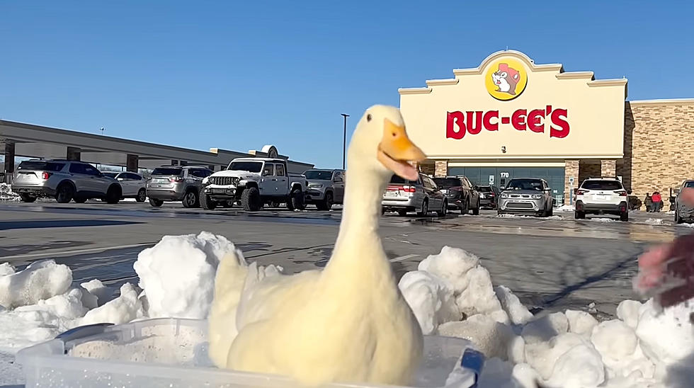 Man Banned From New Colorado Buc-ee’s For Bringing ‘Service Duck’