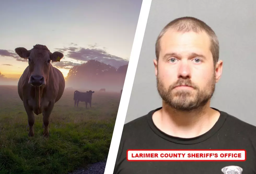 Northern Colorado Man Targets, Kills Neighbors' Cows