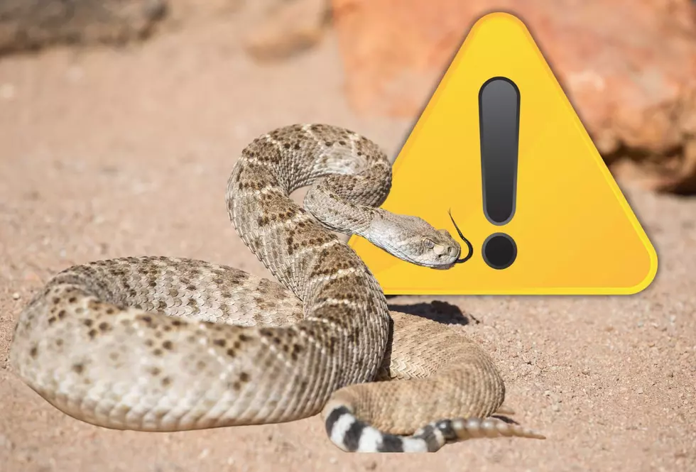 Colorado Spring Means Snake Season - Here's What to Know