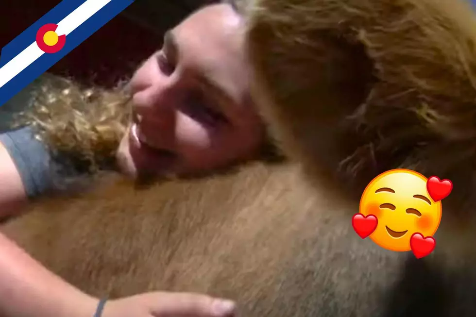 ‘Cuddling with Cows’ – New Adorable Trend in Colorado