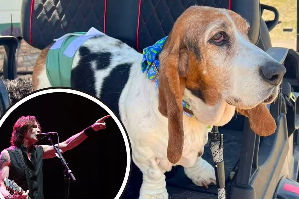 Colorado Concert With Rick Springfield to Benefit Senior Dog Facility