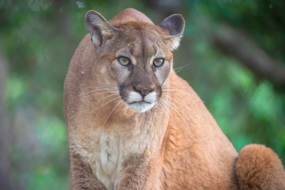 Mountain Lion Activity In Colorado is Highest in Larimer County?