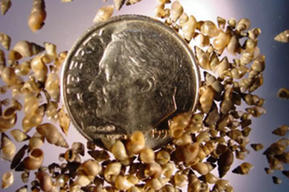 Invasive Mudsnail Hits Carter Lake
