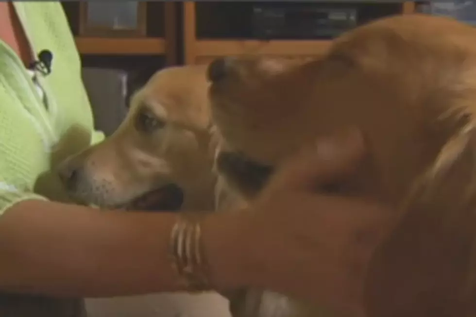 Golden Retriever Leads Massachusetts Owner To His Missing ‘Brother’