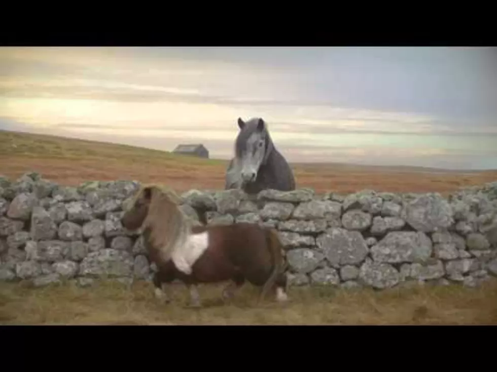 Dancing Pony so Cute Renee Had to Share [Video]