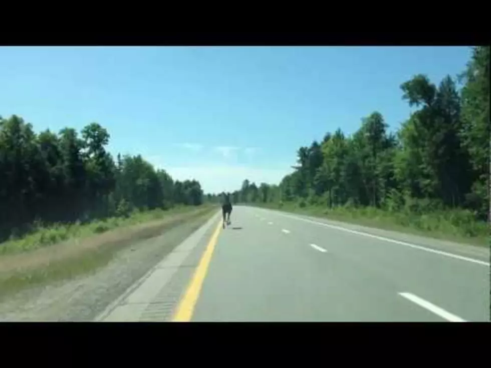 Excited Driver Films Moose Running Down I-95