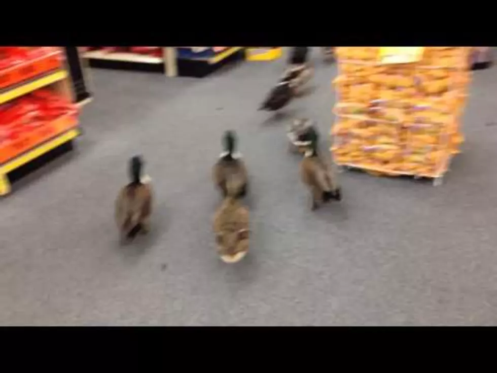Ducks Invade a CVS in New York State [Video]