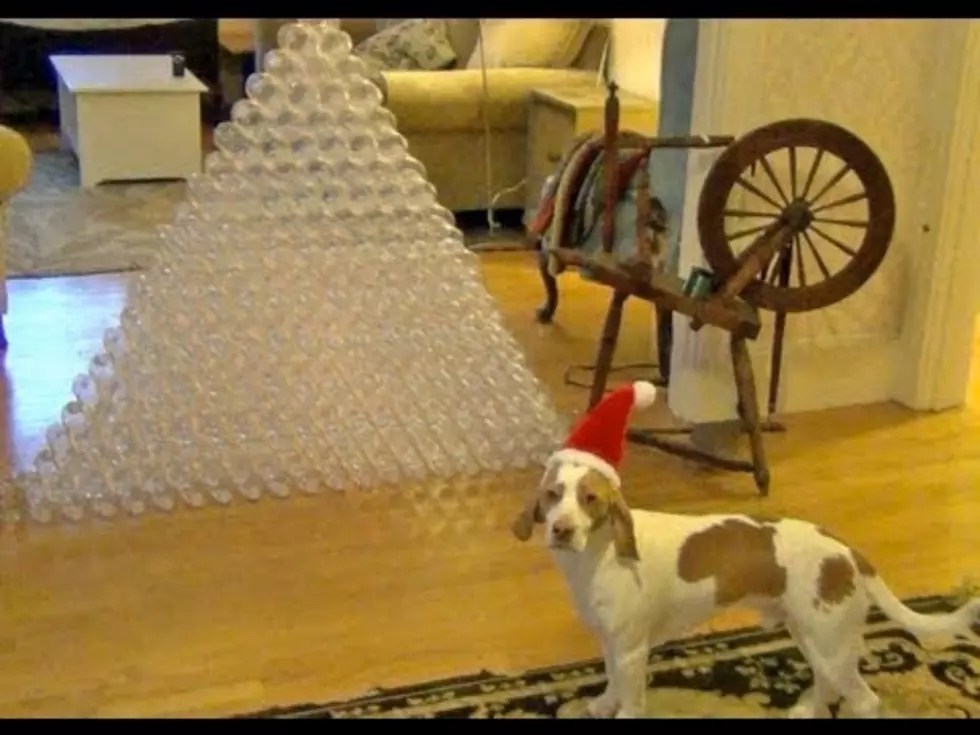 210 Water Bottles Proves to be Best Christmas Gift Ever for Beagle [VIDEO]