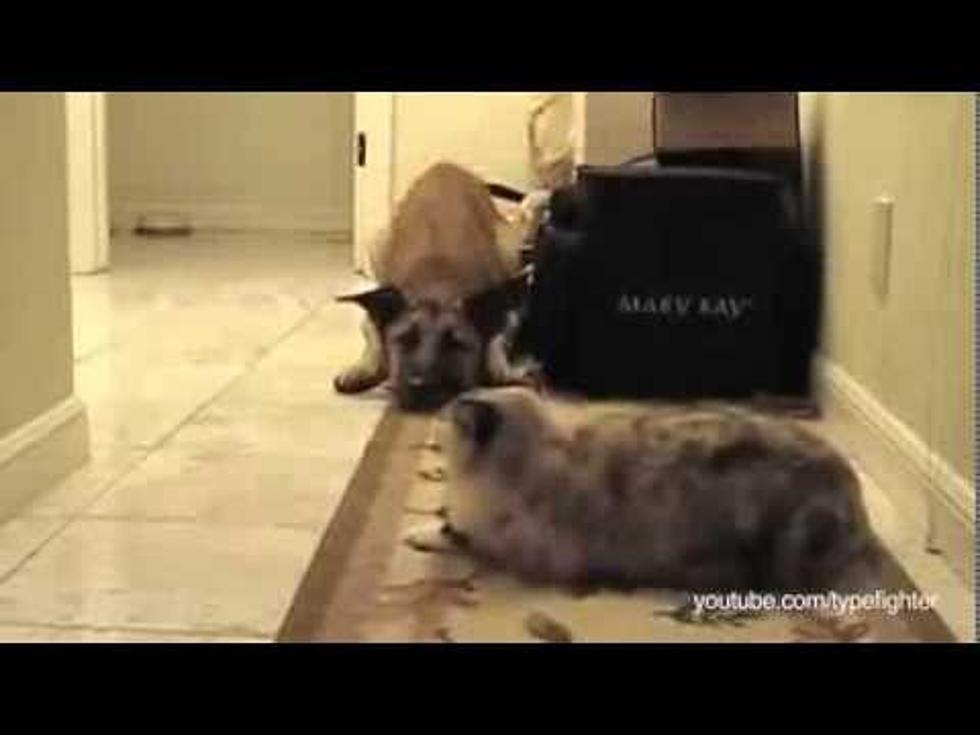 Scaredy Cats? Nope Scaredy Dogs! Watch Dogs Afraid to Pass By Cats [VIDEO]