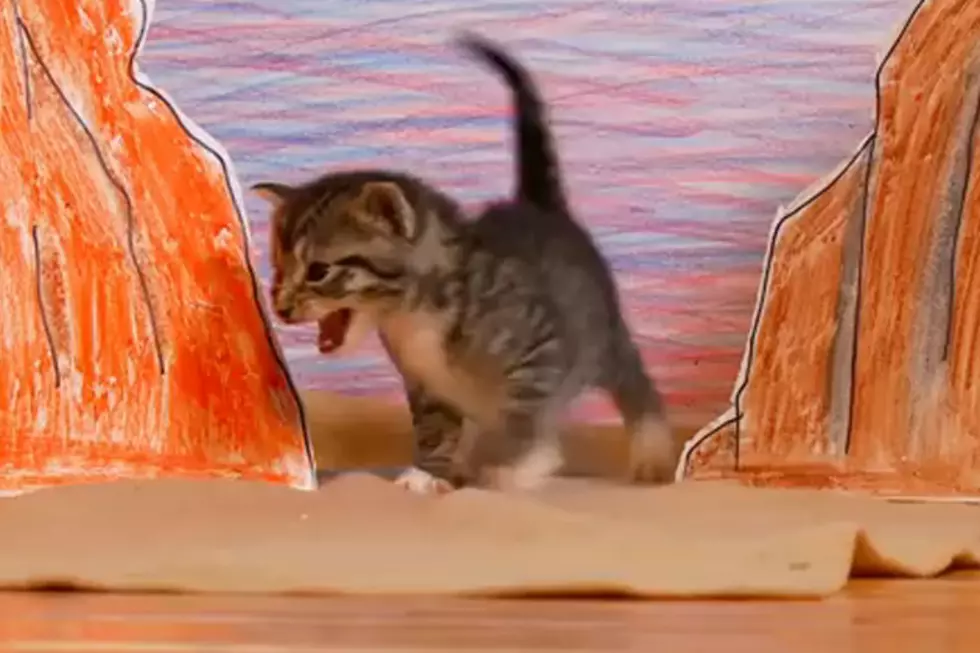 Adorable Kittens Reenacting ‘The Lion King’ [VIDEO]