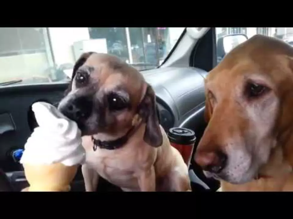 Watch Two Dogs Share an Ice Cream Cone; Find Out Why One Gets to Always Go First