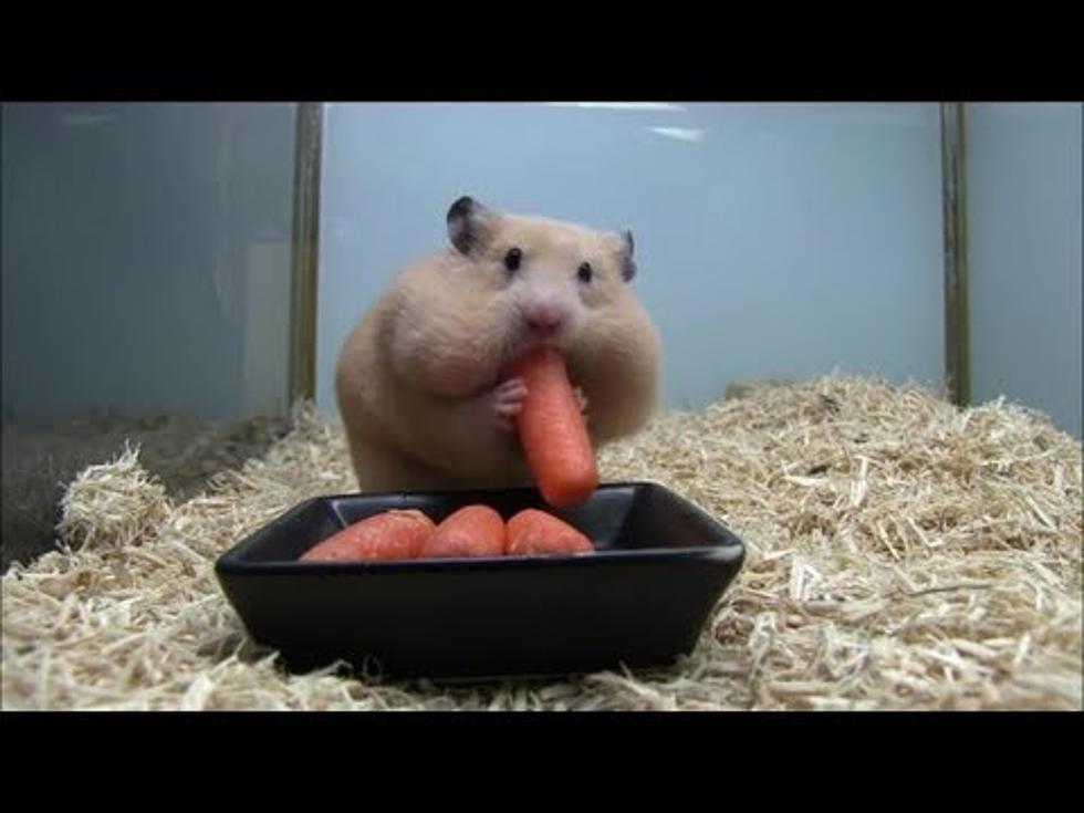 Amazing Hamster Keeps Stuffing Mouth with Carrots [VIDEO]