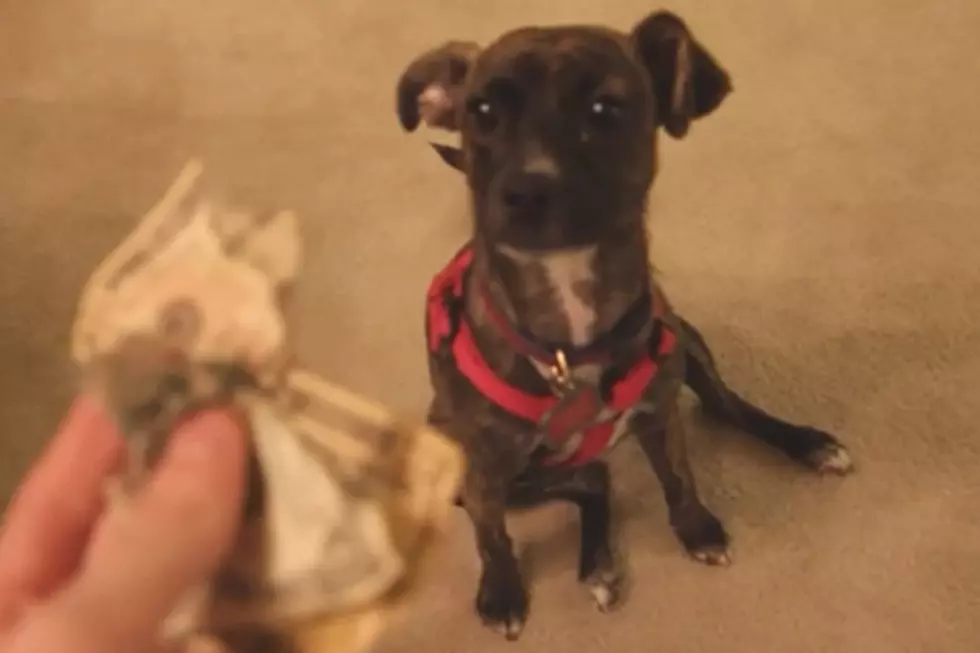Did the Puppy Chew the Money? The Verdict: Guilty