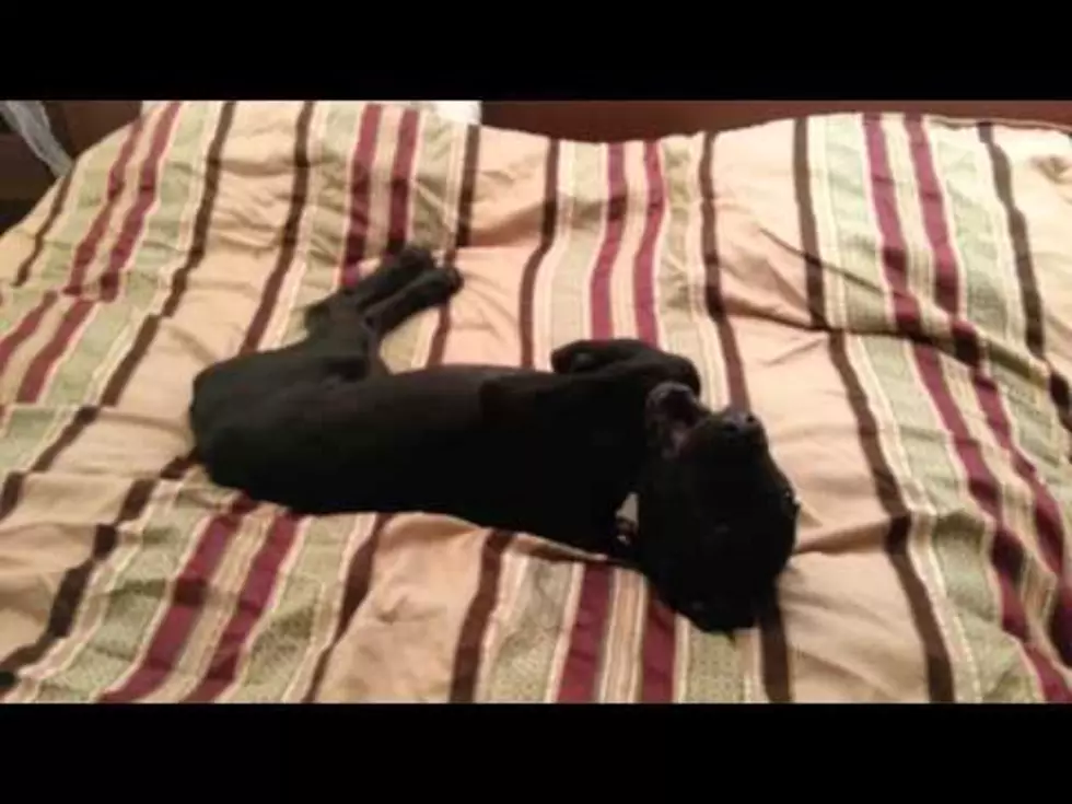 Great Dane Puppy Does NOT Want to Get Up! Too Cute! 