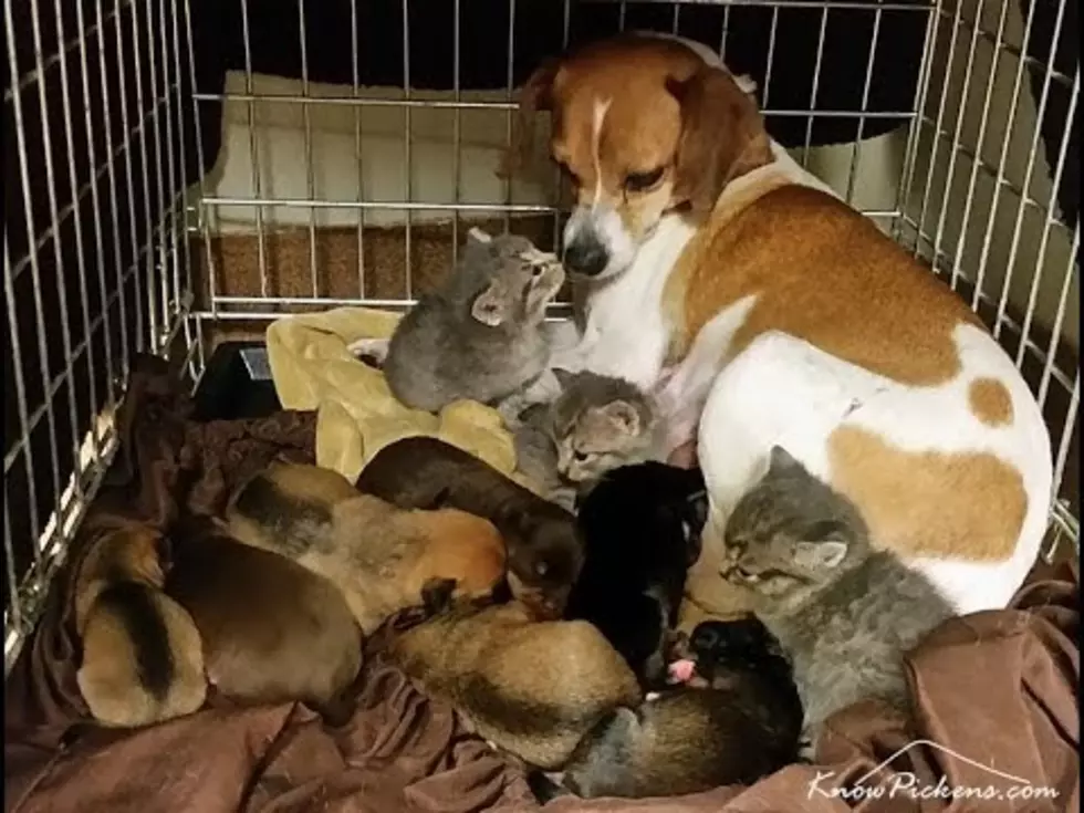 Mamma Dog LOVES Her Kittens 