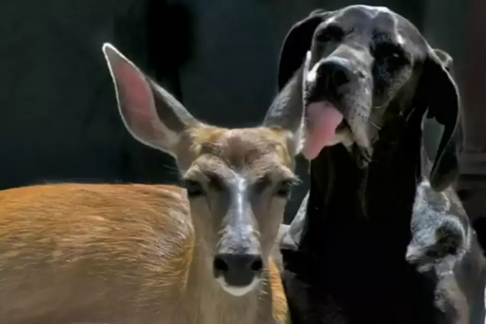 Dog + Deer are Best Friends [VIDEO]