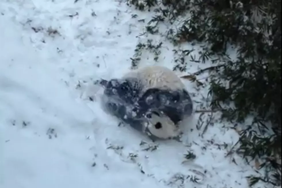 Just Try + Not Smile at a Panda Rolling in the Snow [VIDEO]