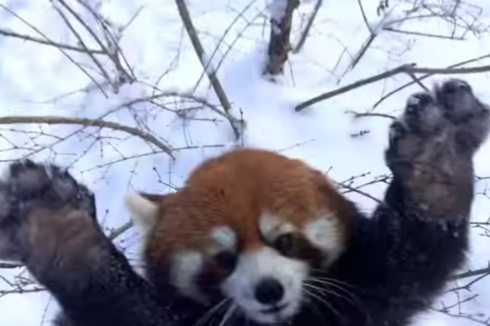 Watch These Red Pandas Lovin&#8217; the Snow [VIDEO]