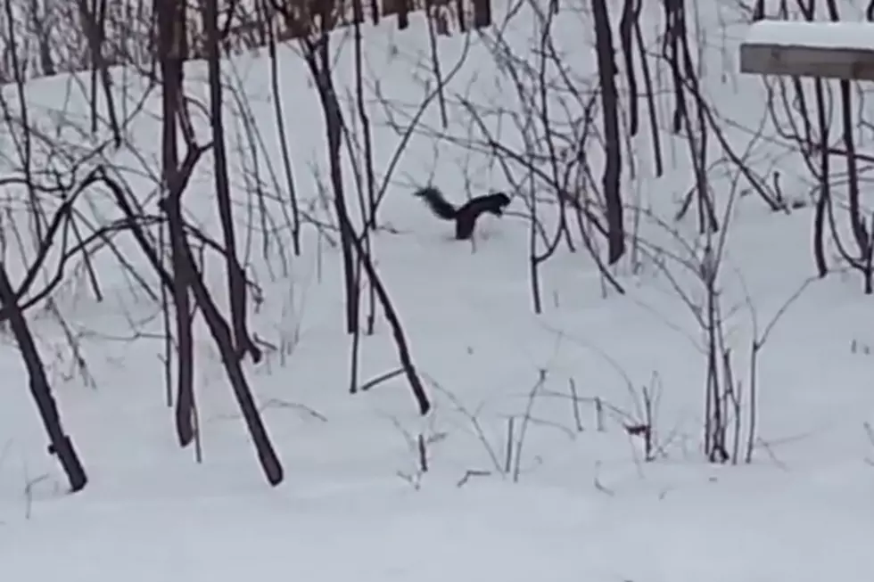 Watch A Drunk Squirrel Play in the Snow [VIDEO]