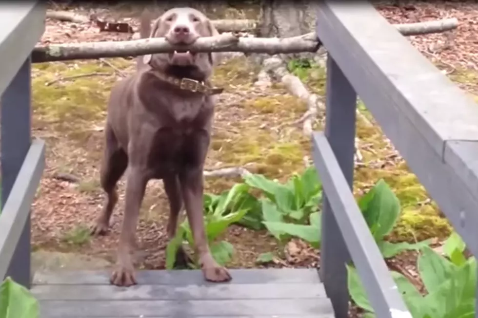 Watch Dog Figure Out How to Get Large Stick Across Bridge [VIDEO]