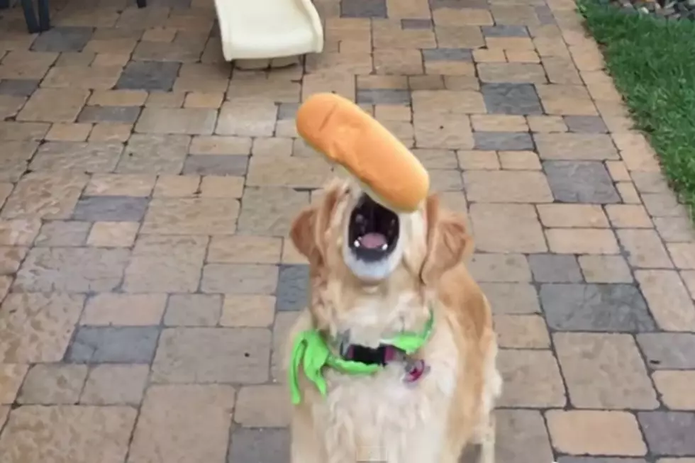 Golden Retriever Has a Hard Time Catching… Anything [VIDEO]