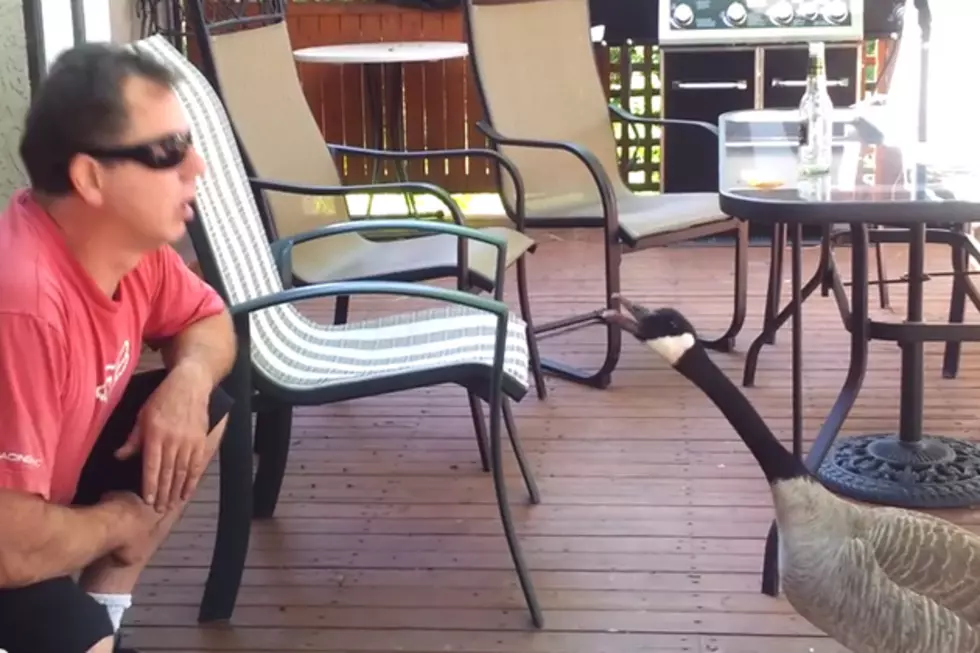 See if You Can Tell Who is Who: Man Holds Conversation with a Goose