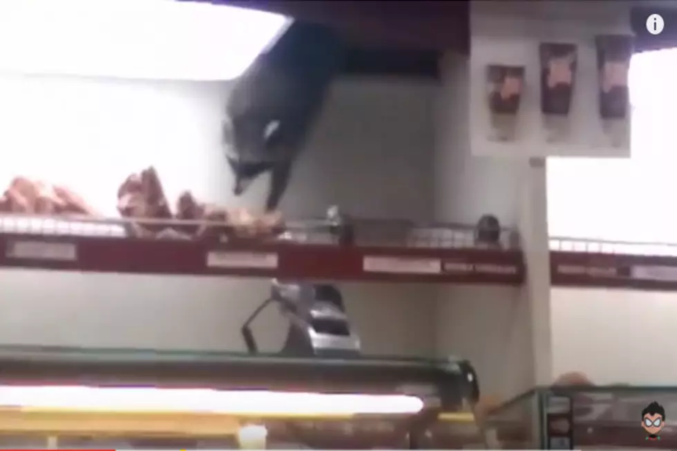 Thieving Raccoon Steals Donuts from Toronto Shop [Video]