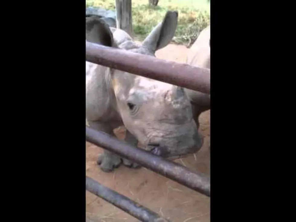 Listen to a Group of Talkative Baby Rhinos [VIDEO]