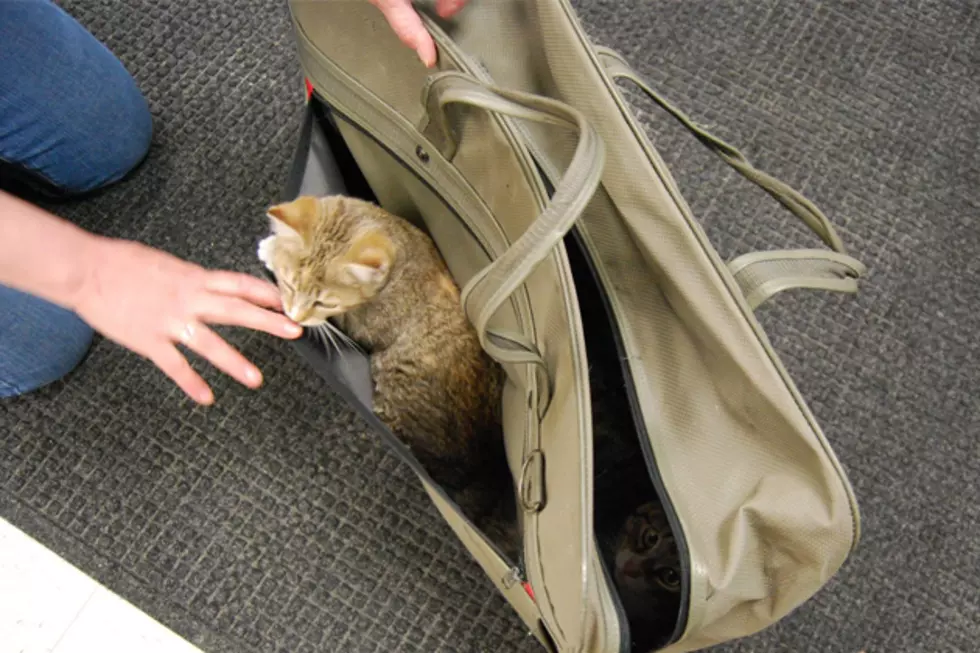 Two Cats Were Left Outside Franklin County Animal Shelter in a Bag
