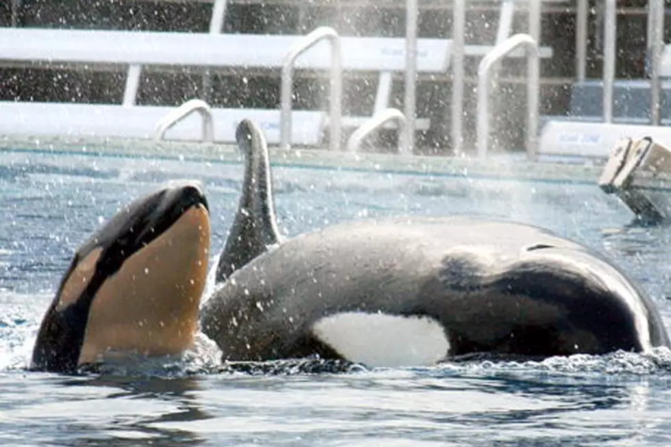 SeaWorld Ends Orca Whale Program
