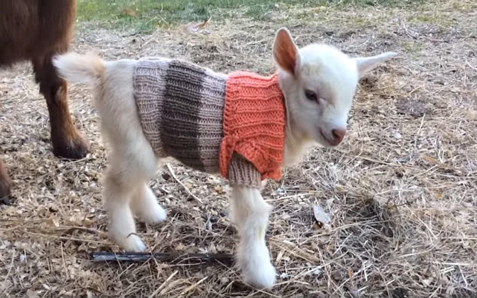 Cuteness Overload Alert: Baby Goats Wearing Sweaters On A Maine Farm