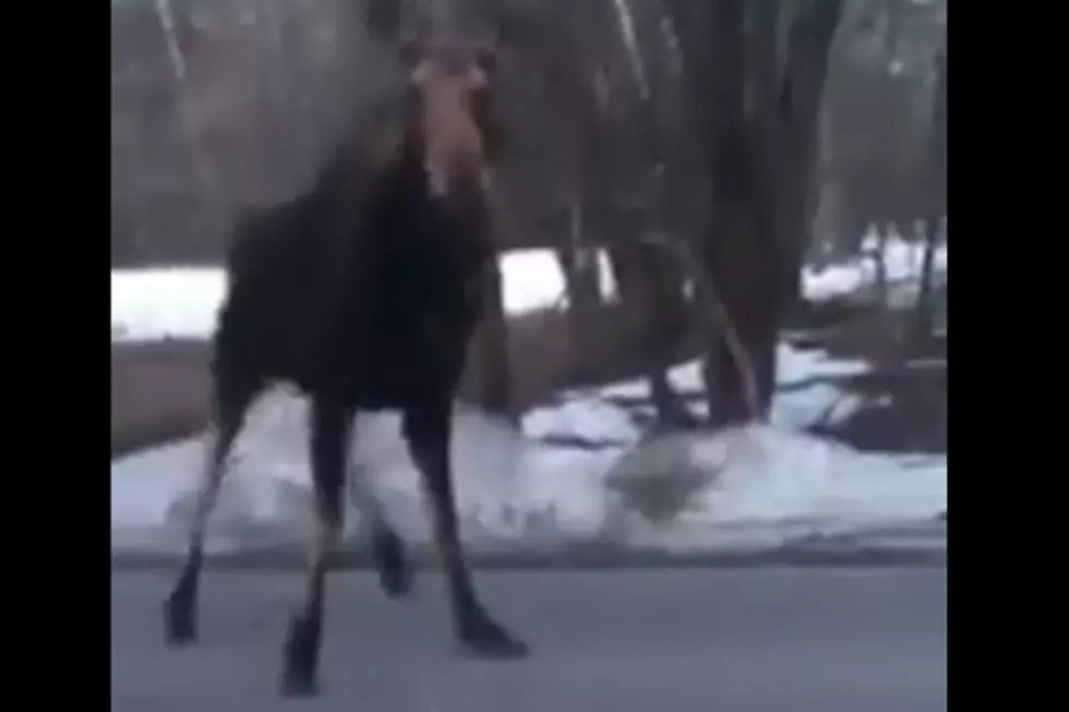 Scary + Cool at the Same Time: Watch a Moose Slipping on Ice [VIDEO]