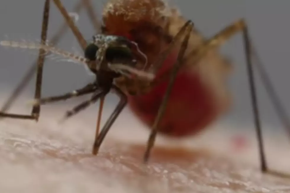 Amazing Video Shows How Mosquitos Suck Your Blood