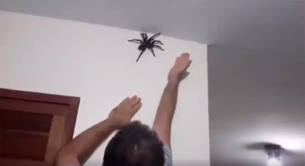 Man Versus HUGE Spider