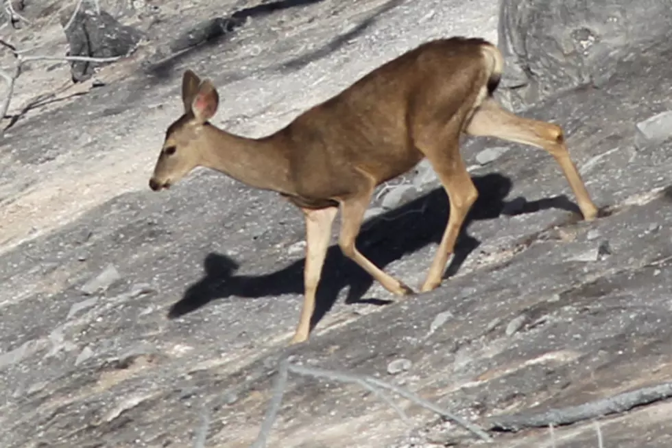 Watch Firefighters Save Two Deer Stranded On Maranacook Lake