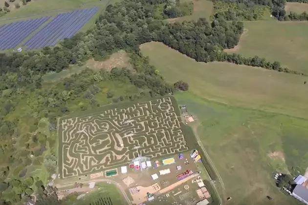Big Papi Immortalized In A Cornfield Maze