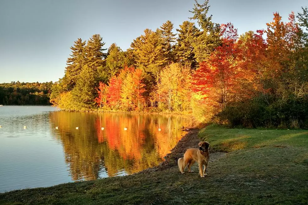 Fall Foliage Pics from Moose Nation