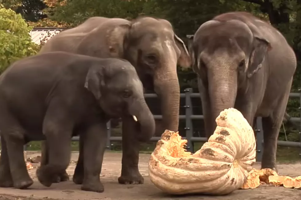 Elephants + Pumpkins = Awesome