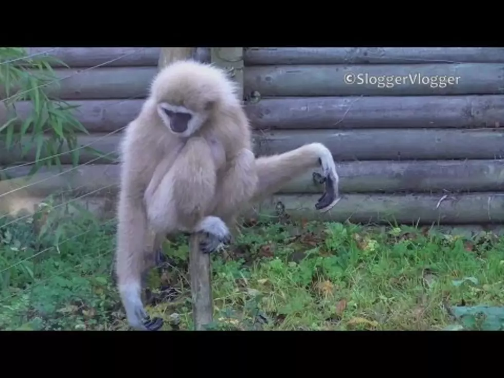 This Monkey Is Totally Freaking Out Over A Mouse.. And It Will Make Your Day!