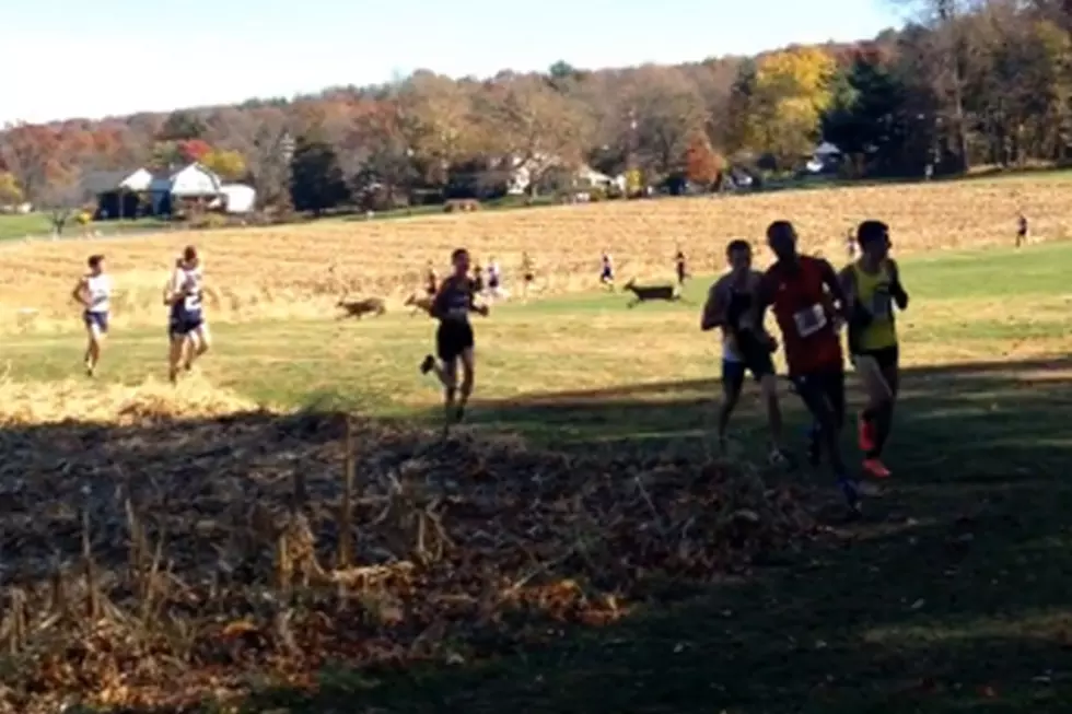 You Have to See Deer Run Through and Into Cross Country Runners [VIDEO]