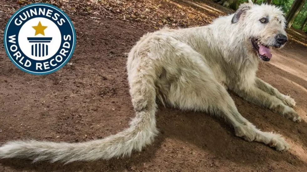 Because Dogs Make Bad Weather Days Better, Dog With The Guinness World Record Longest Tail