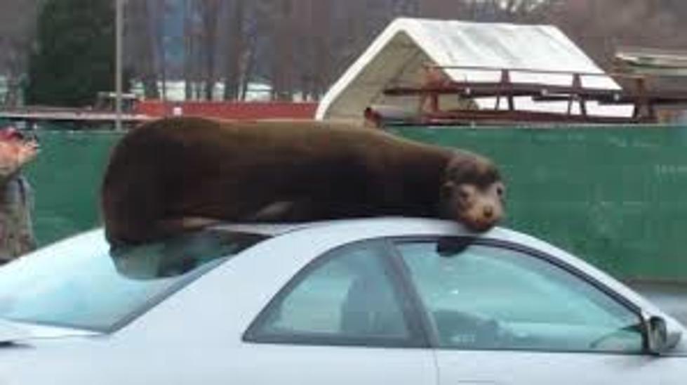 Have You Seen This Nappin&#8217; Sea Lion? Oh, He&#8217;s On The Roof Of The Car!