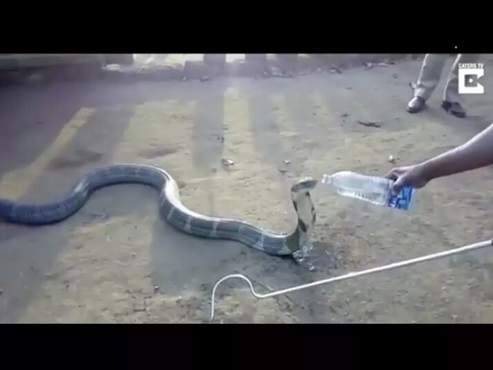 No Big Deal, Just A King Cobra Drinking out of a Water Bottle!