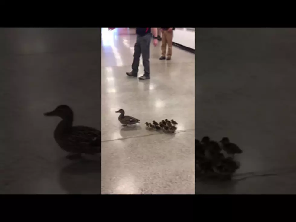 Mama Duck Leads Her Ducklings Through High School to Water