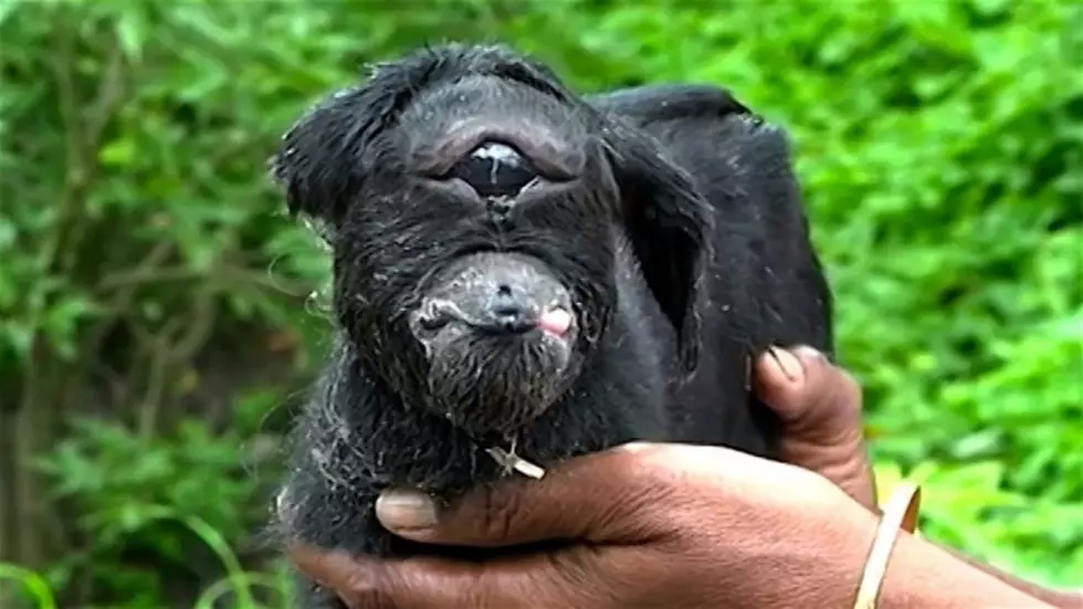 This Baby Cyclops Goat is the Freakiest Thing You&#8217;ll See Today