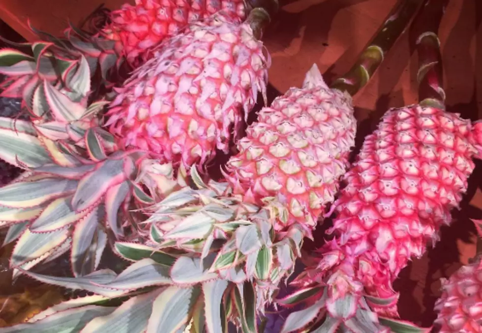 Have You Seen The Pink Pineapples Yet?