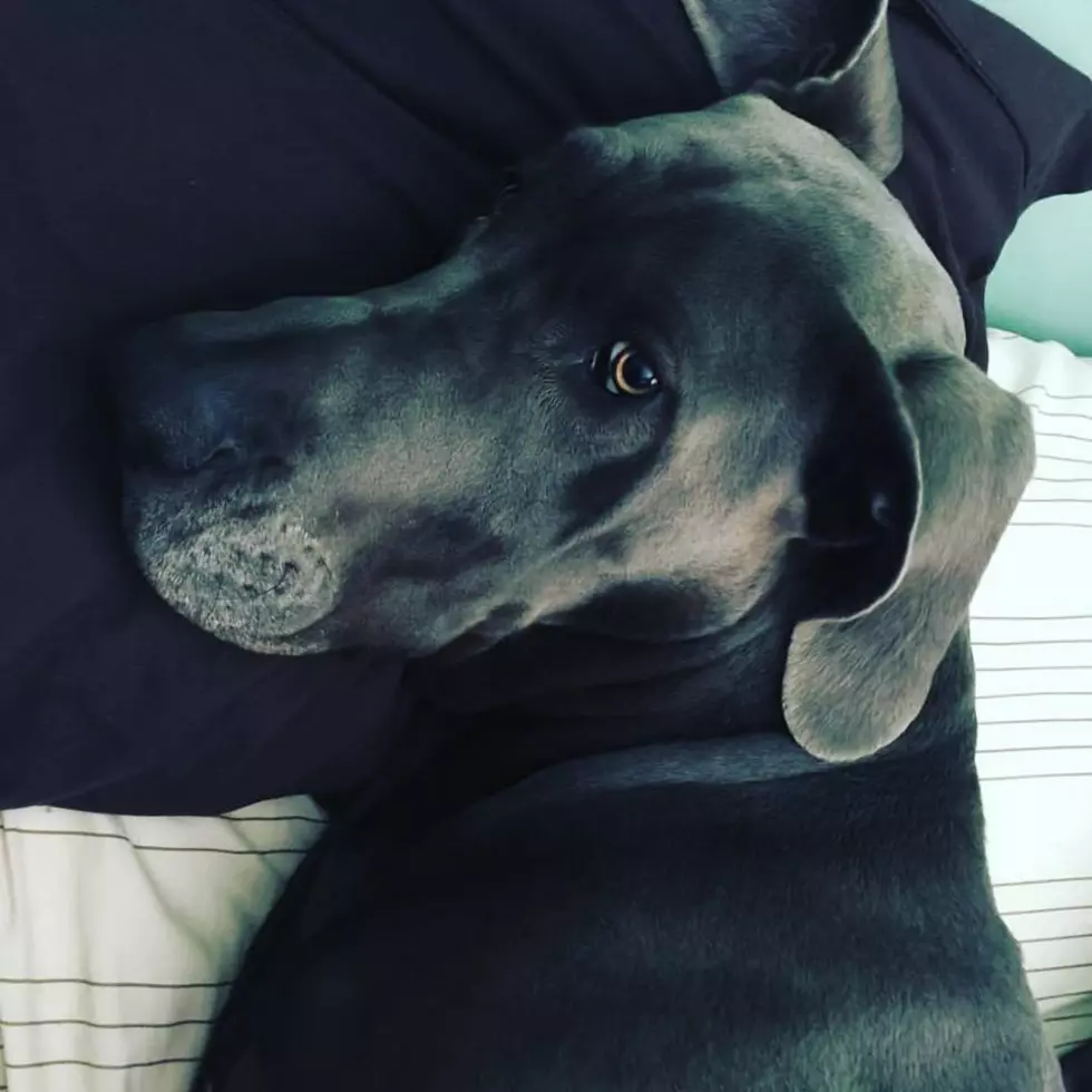 Great Danes of Insta Are All You Need to See Today