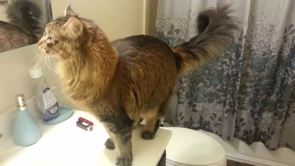 Maine Coon Cats Are Hilariously Funny!